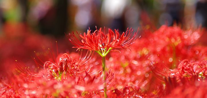 smc PENTAX-DA L 55-300mm F4-5.8 ED