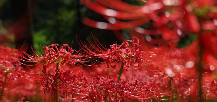 HD PENTAX-DA 55-300mmF4.5-6.3ED PLM WR RE