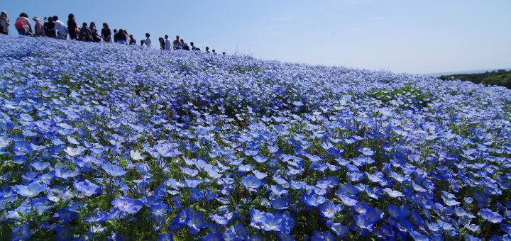 smc PENTAX-DA 12-24mmF4 ED AL[IF]