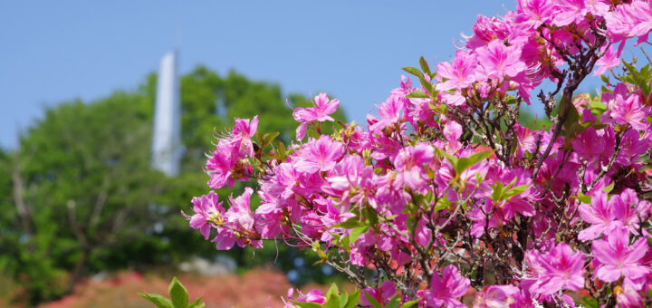 長峰公園のつつじ【2025年】