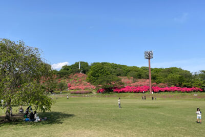 長峰公園のつつじ【2025年】
