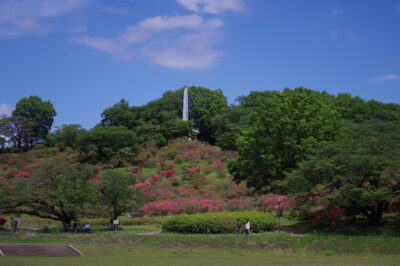長峰公園のツツジ