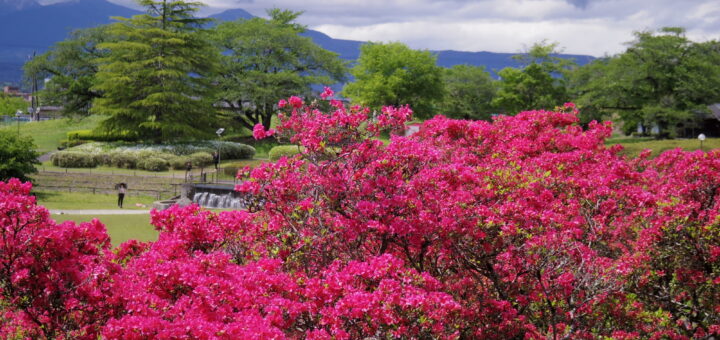 長峰公園のツツジ