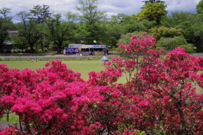 長峰公園のツツジ