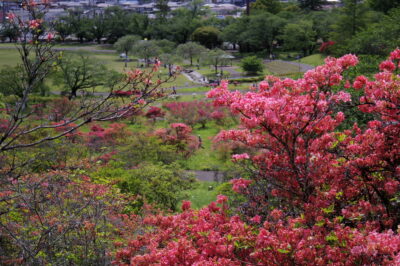 長峰公園のツツジ
