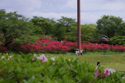 長峰公園のツツジ